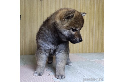 成約済の秋田県の柴犬-316959の3枚目